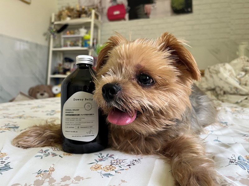 女人知己試用大隊,口碑行銷,部落客行銷,Downy Belly毛肚子,Downy Belly 保濕滋養胺基酸洗毛精,紅球薑淨膚配方,Downy Belly 保濕滋養胺基酸洗毛精-紅球薑淨膚配方,洗品天生防禦力，皮膚天生就很強,除了洗乾淨，其他的真的先不用,胺基酸清潔因子,好的界面活性劑，才能好洗,好沖淨,不易殘留,適量的細緻泡泡,狗貓皆適用,加拿大毒物學家安全把關,100%環保回收料再製瓶器,零廢棄為目標,低敏洗毛精,寵物訓練師好評,Downy Belly毛肚子,Downy Belly 皮膚救急胺基酸洗毛精,IPMP舒緩配方,Downy Belly 皮膚救急胺基酸洗毛精-IPMP舒緩配方,洗品天生防禦力,皮膚天生就很強,除了洗乾淨,其他的真的先不用,胺基酸清潔因子,APG+胺基酸清潔因子,IPMP高安全的成分,好的界面活性劑,才能好洗、好沖淨、不易殘留,適量的細緻泡泡,狗貓皆適用,加拿大毒物學家安全把關,100%環保回收料再製瓶器,零廢棄為目標,低敏洗毛精,寵物訓練師好評